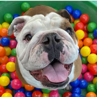 Gus