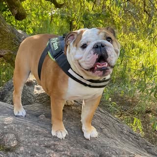 Tyson