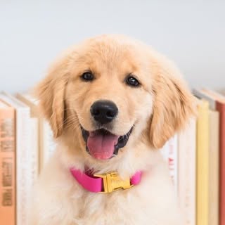 Poppy the Golden Pup
