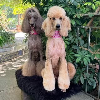 🐩Chloe’s CoCo Chanel🐩