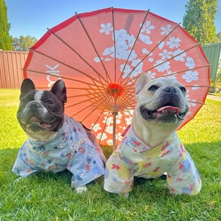 Louis n Clio 🐾🤍🖤🤎