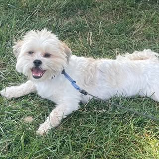 RuthieTheDowntownRescueDog