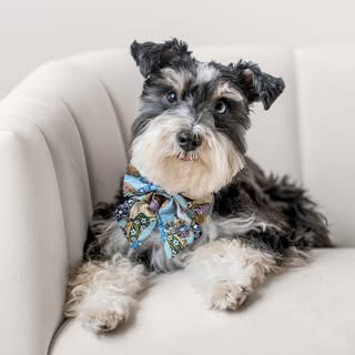 BABKA the Mini Schnauzer 🐾