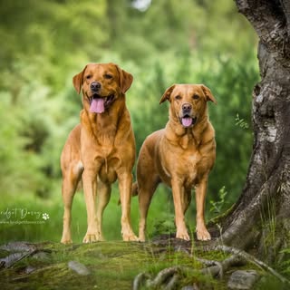 Willow and Forest 🐾