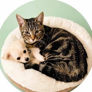 Coco & Darcy 🐾 Chihuahua Cat Sisters