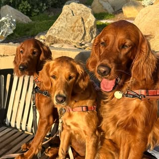 Scarlett, Daisy & Remi | Setters & Goldens exploring Colorado