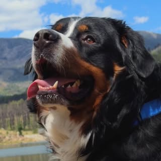 Tommy | Bernese Mountain Dog