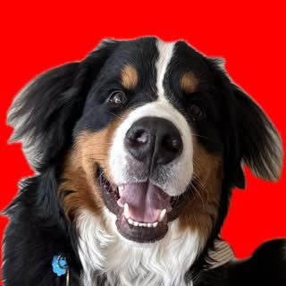Wally | Bernese Mountain Dog ๐พ