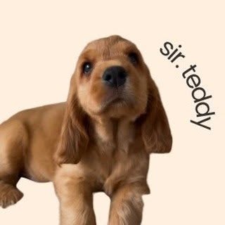 sir. teddy 🧸