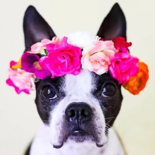 Zoey the Boston Terrier 🌈🐾