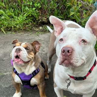 Rascal & Tallulah Bee