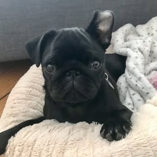 Murphythepug