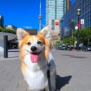 Chester Yu 🇨🇦