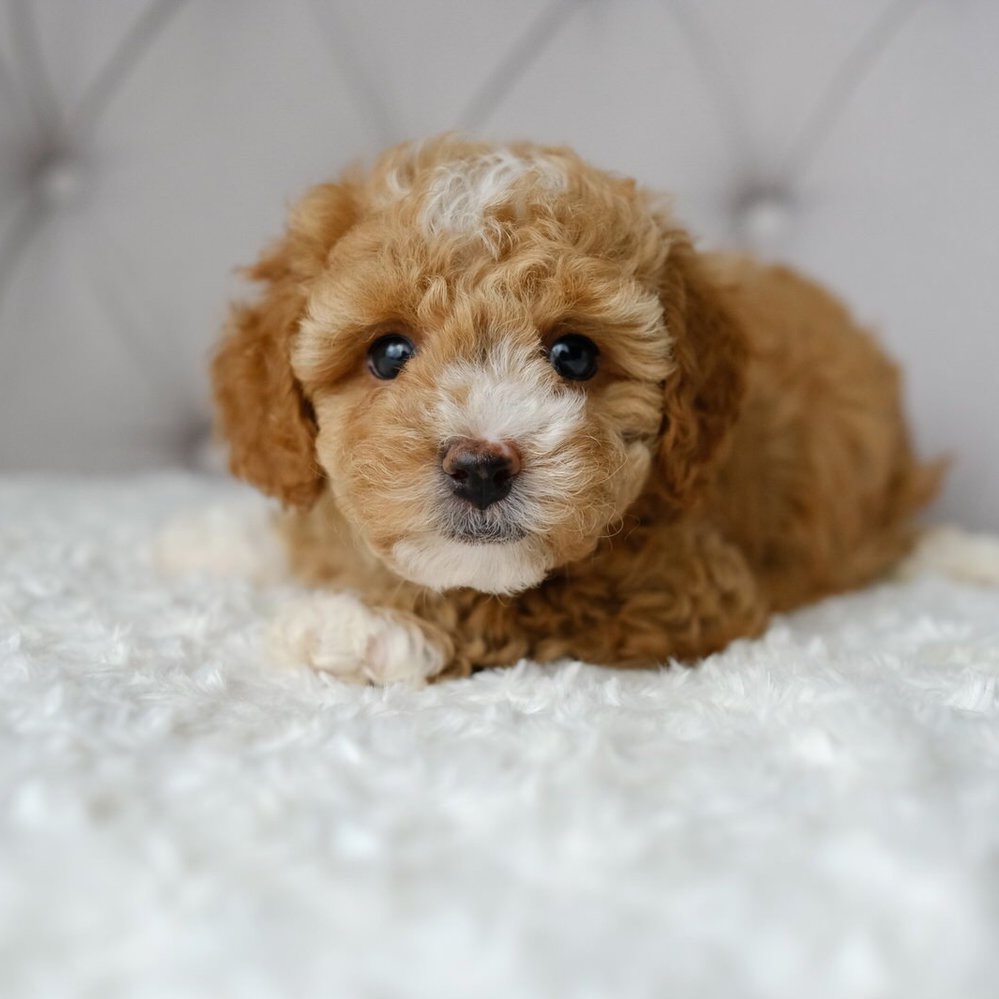 Cash The Cavapoochon