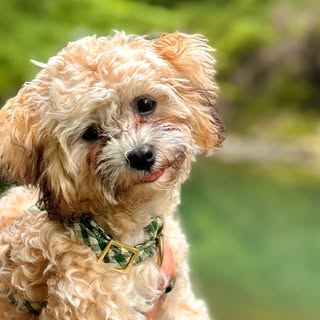 Joy | The most joyful Havapoo 🐶