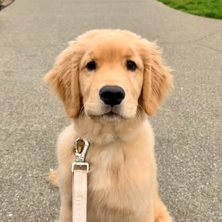 Bruce the Golden