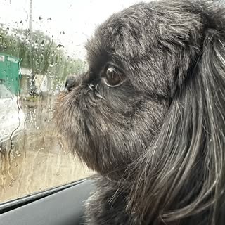 Sky 🐶🐾🐾