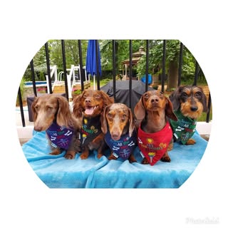 ❤🐾🌭Five Mini Doxies❤🐾🌭