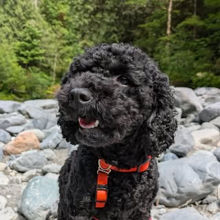 Kipo Cockapoo