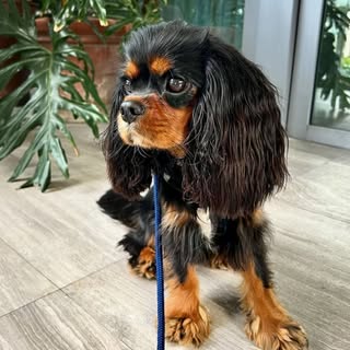 Riley Simon l Cavalier King Charles Spaniel