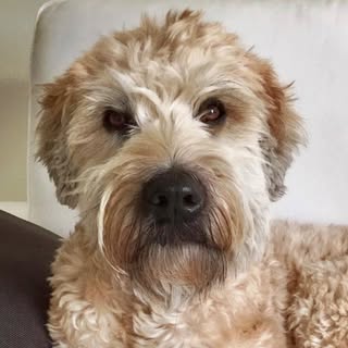 gastonguy17_wheatenterrier