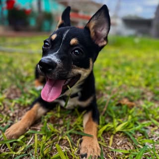Chiclé