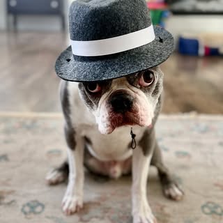 Tahoe the Blue Boston