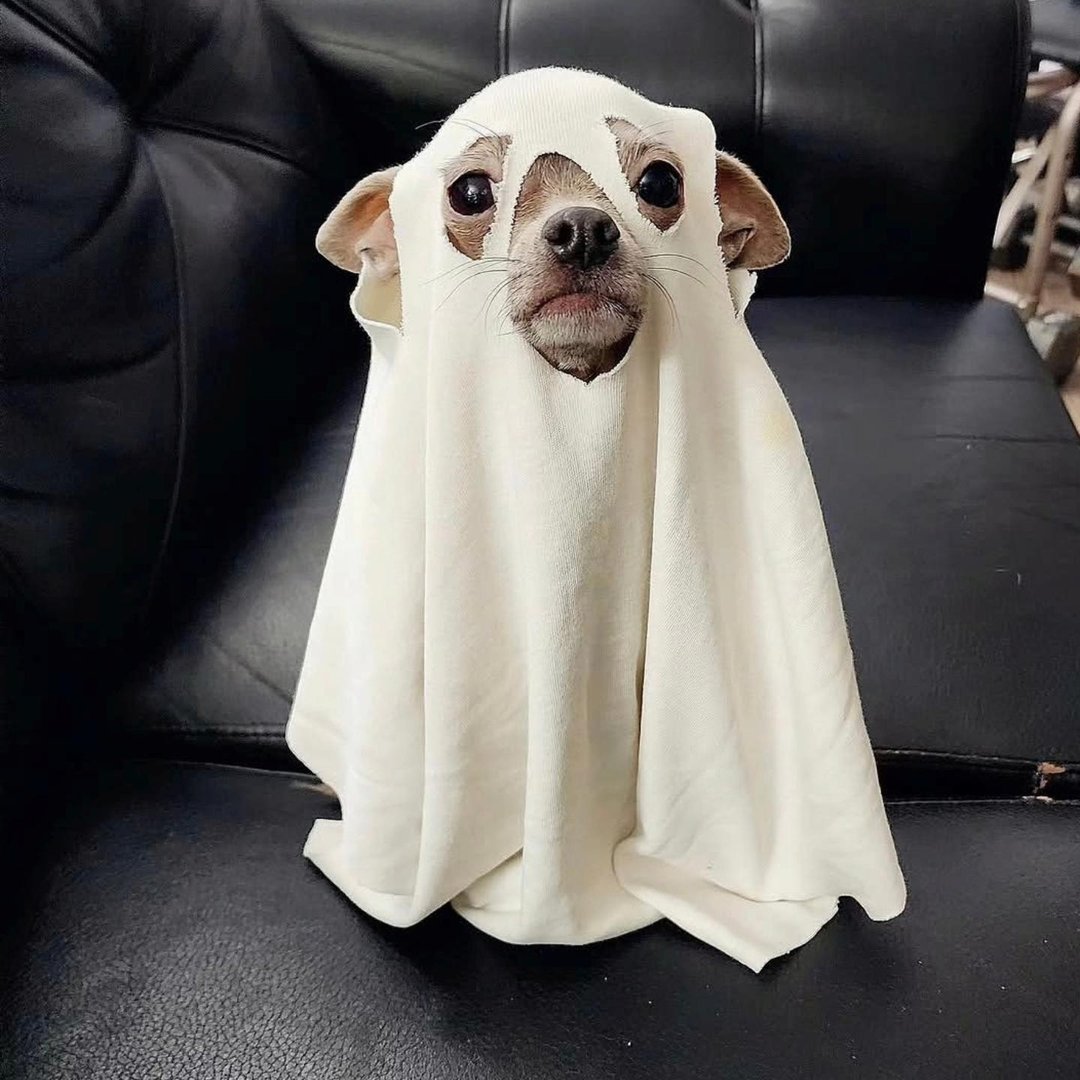 Sophia The Chihuahua