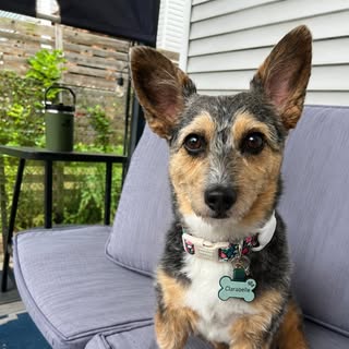 Bella Boo the Corgi Poo