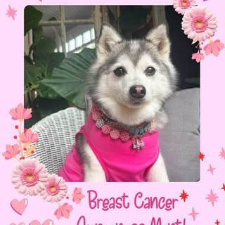 Tia & Theo | Alaskan Klee Kai | Dog Fashion
