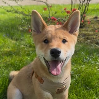 Benji 🐕