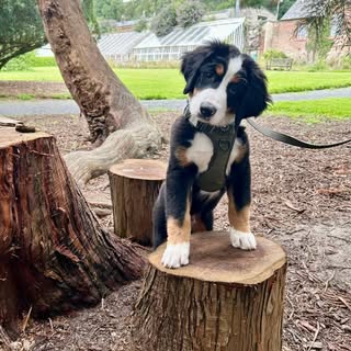 Mack | Bernese Mountain Dog