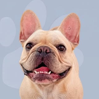Biscuit 🍪 The Frenchie
