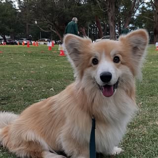 Nikki Foxx the corgi
