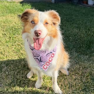 Coco the collie 💁🏼‍♀️