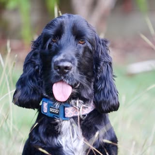 Sadie the cocker spaniel