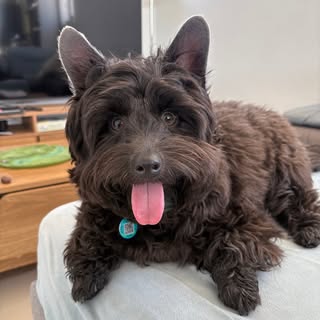 Maxi • Schmoodle • Australia