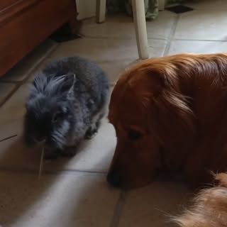 Tempo 🐶 et Roméo 🐰