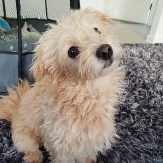 Harley Barley
