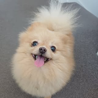 Acorn the rescue