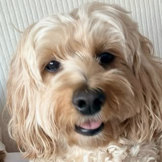 Lexi the Cockapoo🐾🇨🇦