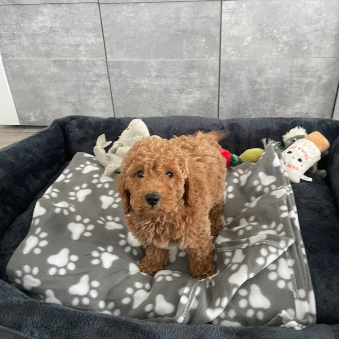 marleythecockapoo2026