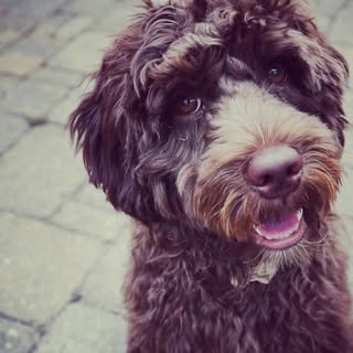Little Lord Sullivan | NYC Dog