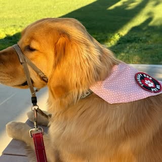 rosiethegoldentherapydog