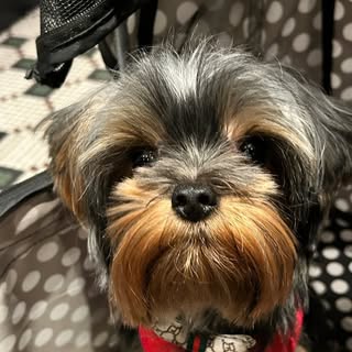 Valentino Alexander