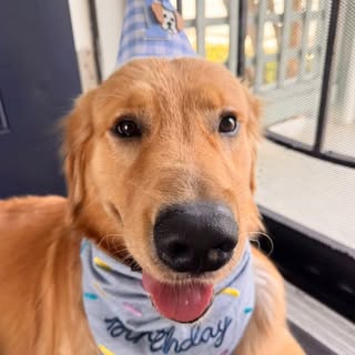 Waffles | Golden Retriever 👑