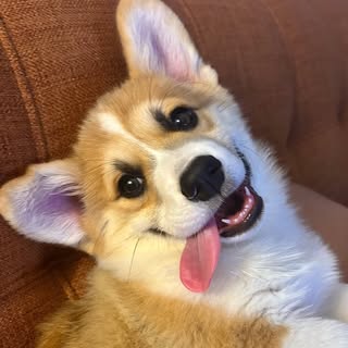 rugi.the.corgi