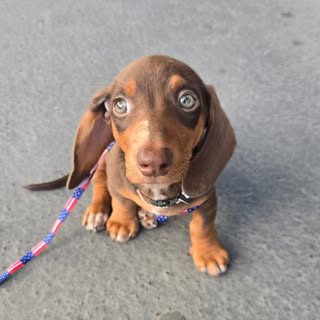 Noah | Miniature Dachshund
