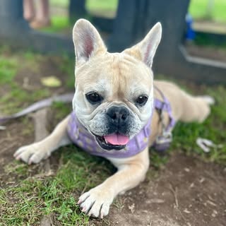 Joy 💜🐾