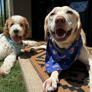 Hank & Bentley